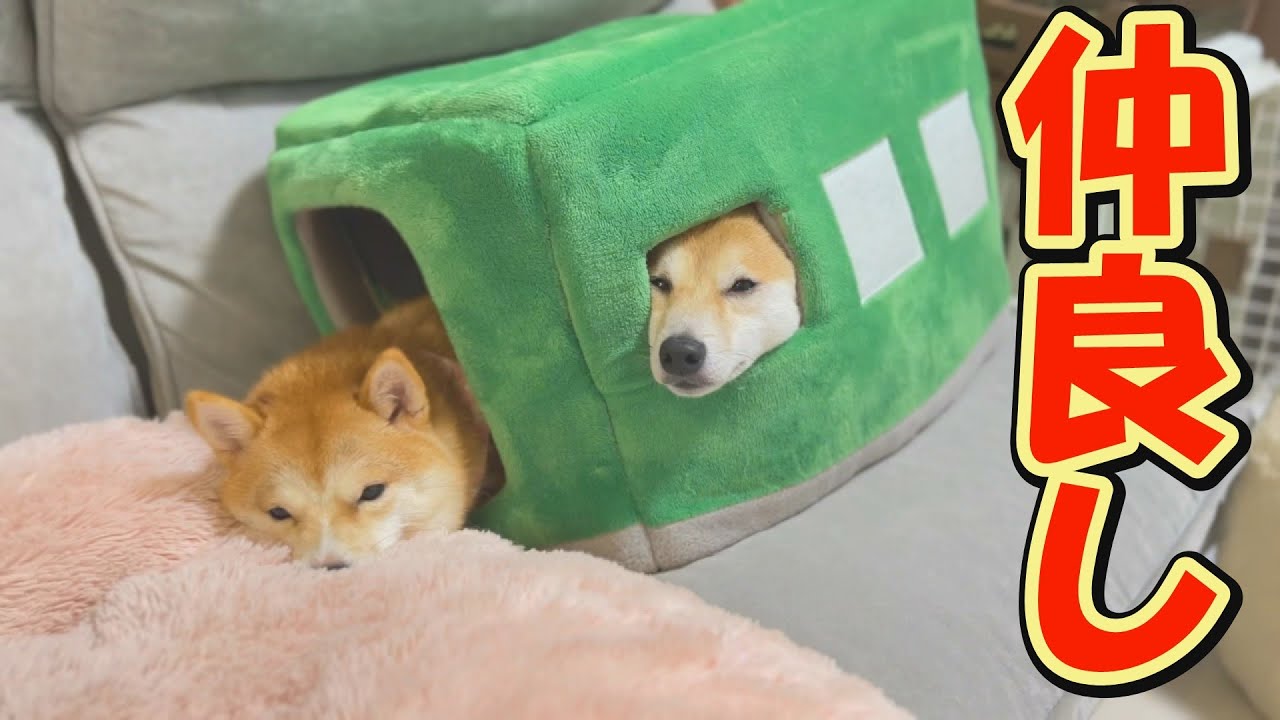 クッションを巡り争い続けた結果、柴犬がとった解決策が可愛すぎました。