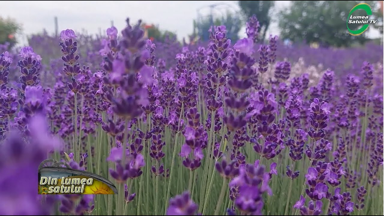 Cât de profitabilă este lavanda cultivată pe suprafețe mici