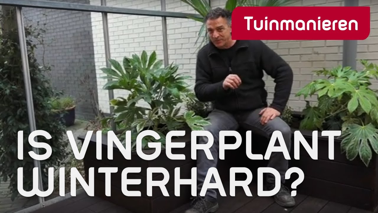 Is de Vingerplant is winterhard. | Tuinieren in de winter. | Tuinmanieren
