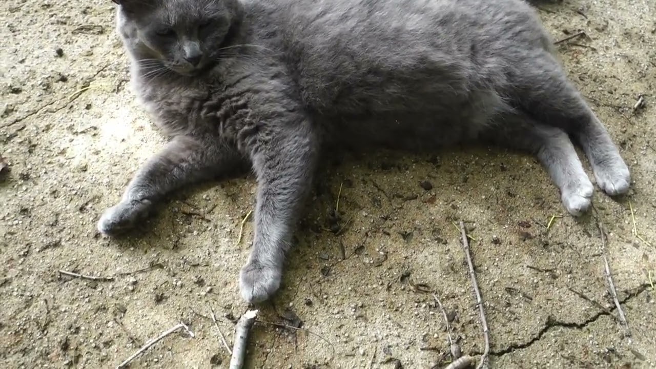 【猫動画】　猫ちゃん　今年もよろしく #猫  #地域猫  #野良猫