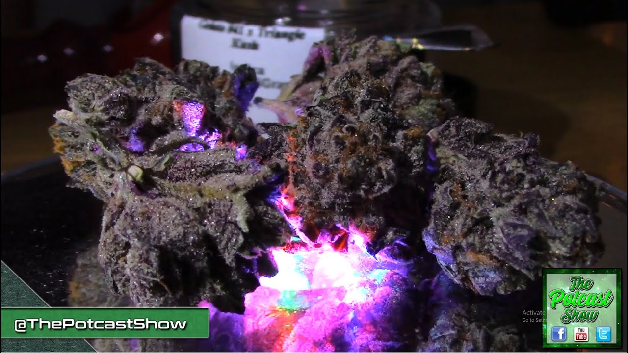 Cannabis Strain Review of Cloud 9 Farms w/Joe. Kassie. Tori. Zack.