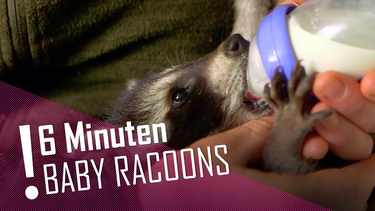 6 MINUTEN | Baby Racoons im XXL-Clip | DER TIERKANAL