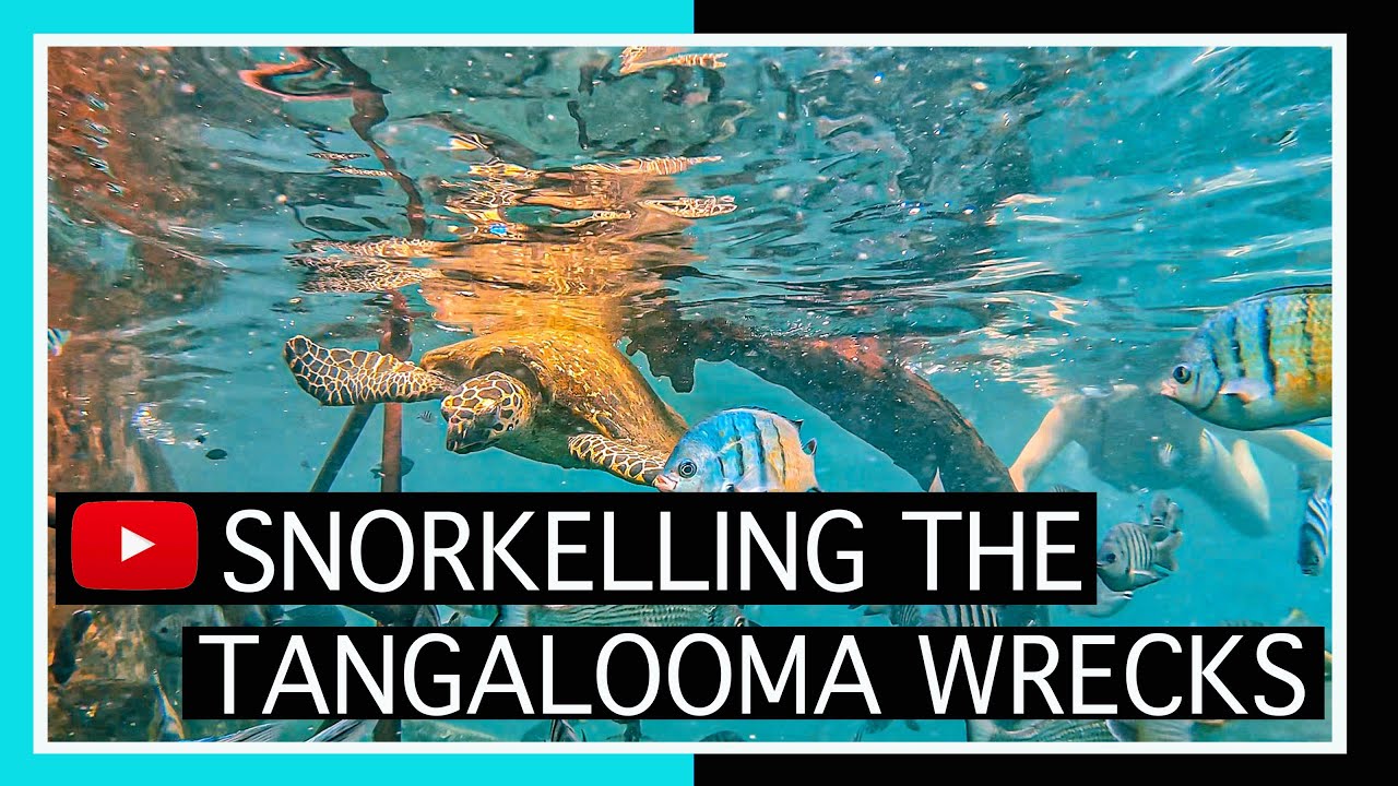Snorkelling Tangalooma Wrecks
