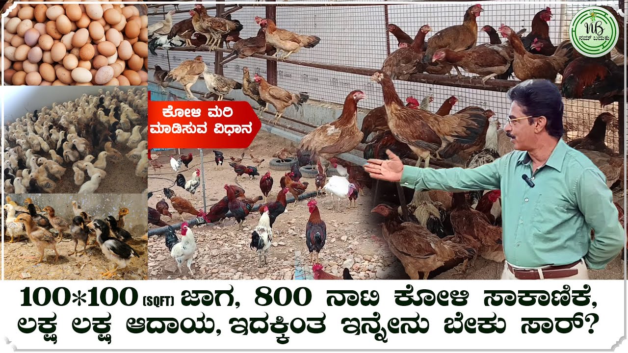 Nati Koli Sakanike | Nati Koli Farming | Nati Koligalu | ನಾಟಿ ಕೋಳಿ ಸಾಕಾಣಿಕೆ | Nam Baduku