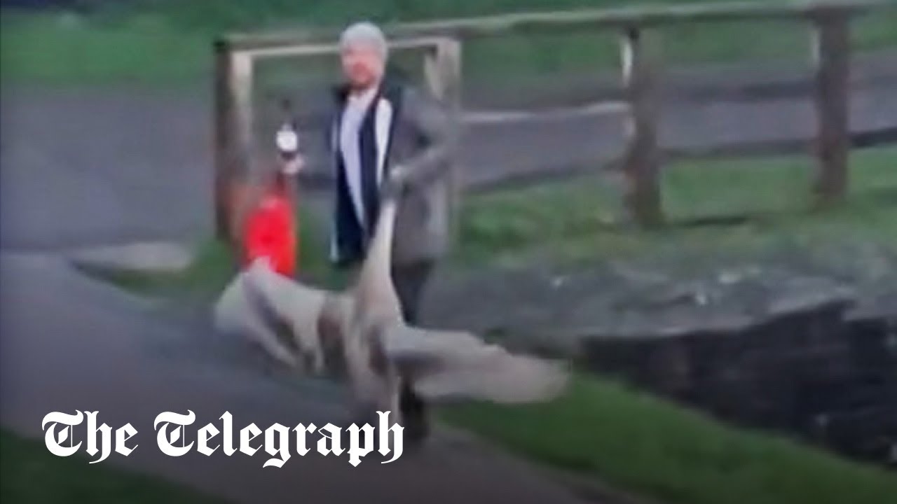 Man seen dragging swan by the neck in one hand and a bottle in the other at medieval Welsh castle