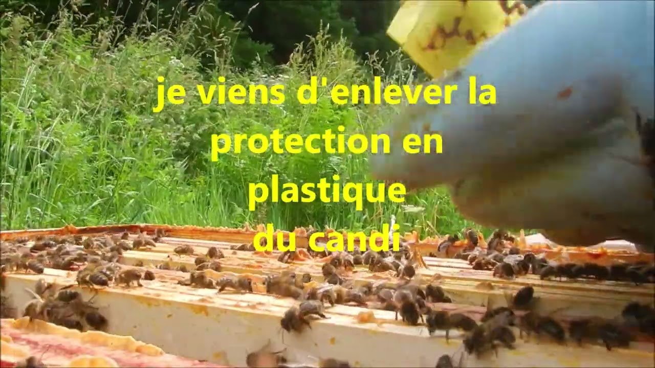 Introduction d'une reine fécondée abeilles noires dans une ruche pas commode car orpheline