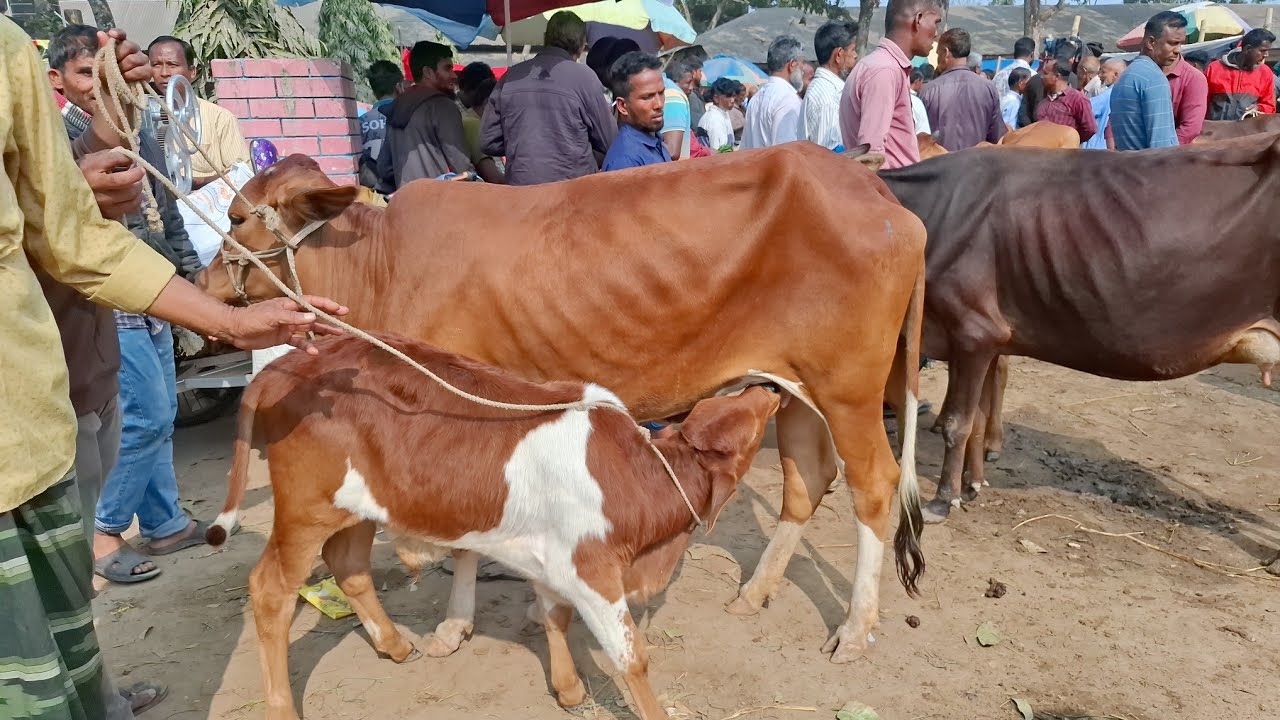 আজ ৩/২/২৬ | কমদামের মধ্যে মাত্র ৫৫ হাজার থেকে বাছুরসহ গাভী গরুর দাম জানুন | খোচাবাড়ী হাট 