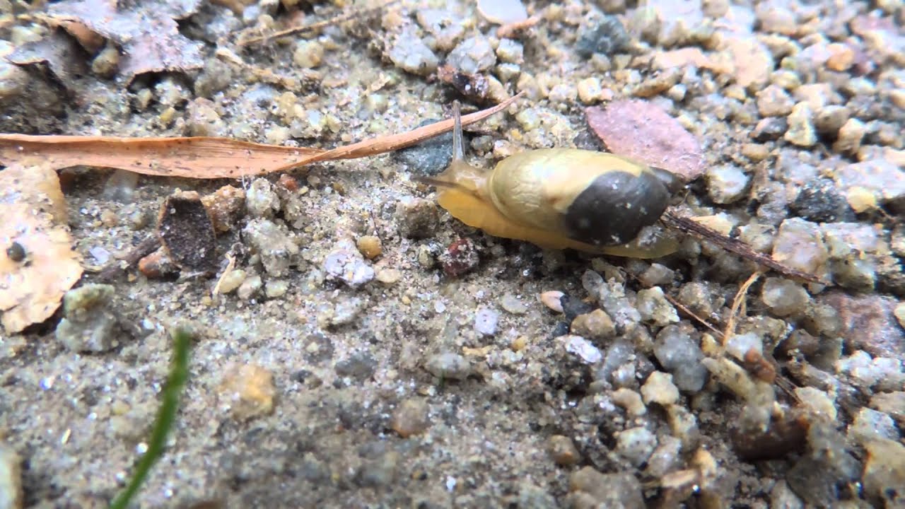 20130627 116 Black And Pale Yellow Shell Snail At Lusitania Meadow
