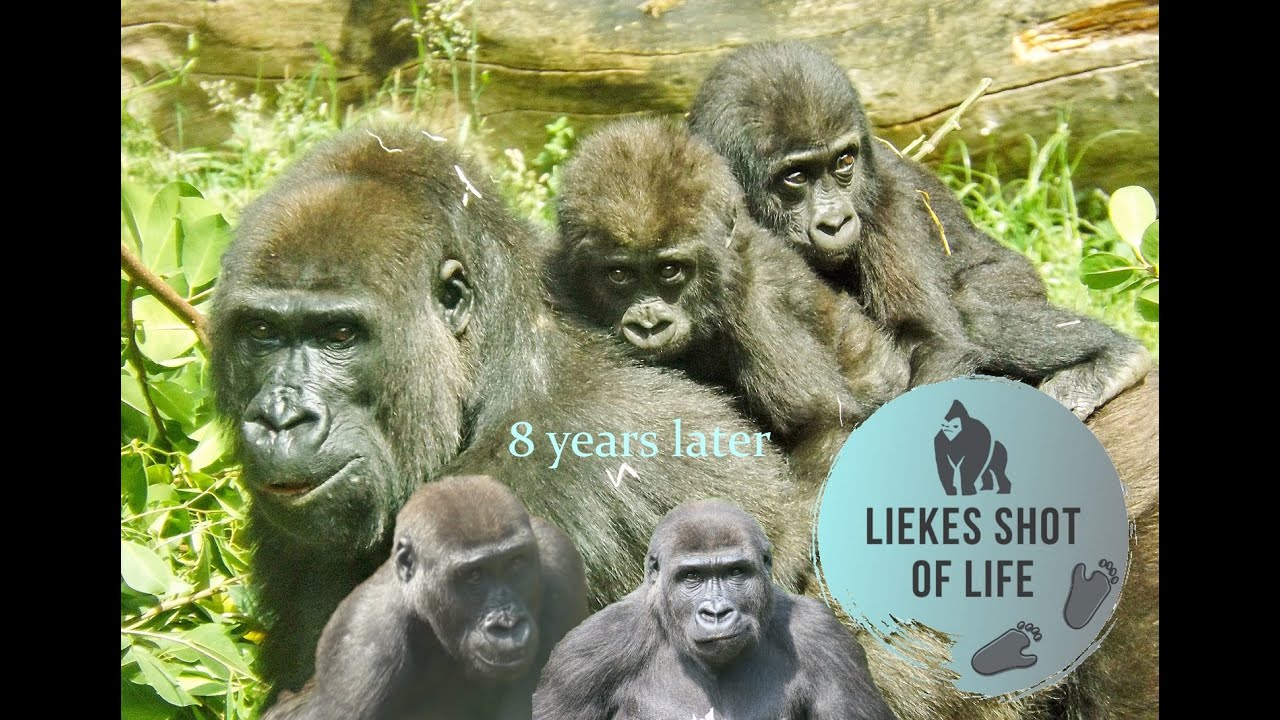 UPDATE THE GORILLA TWINS N'KATO AND N'HASA