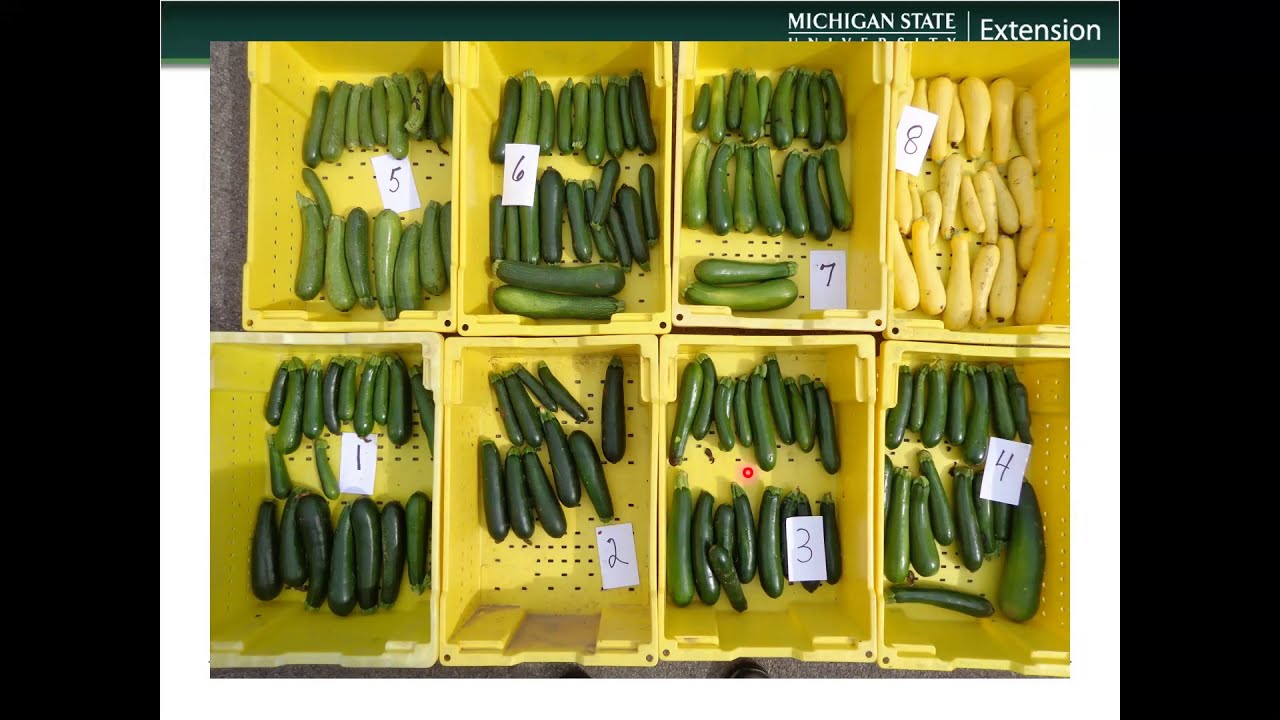 Summer Squash Variety Trial - Southwest Michigan, 2020