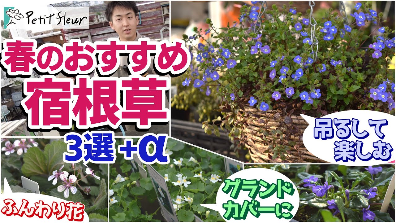 【園芸】春のオススメ宿根草３選+α！吊るしたりグランドカバーに！