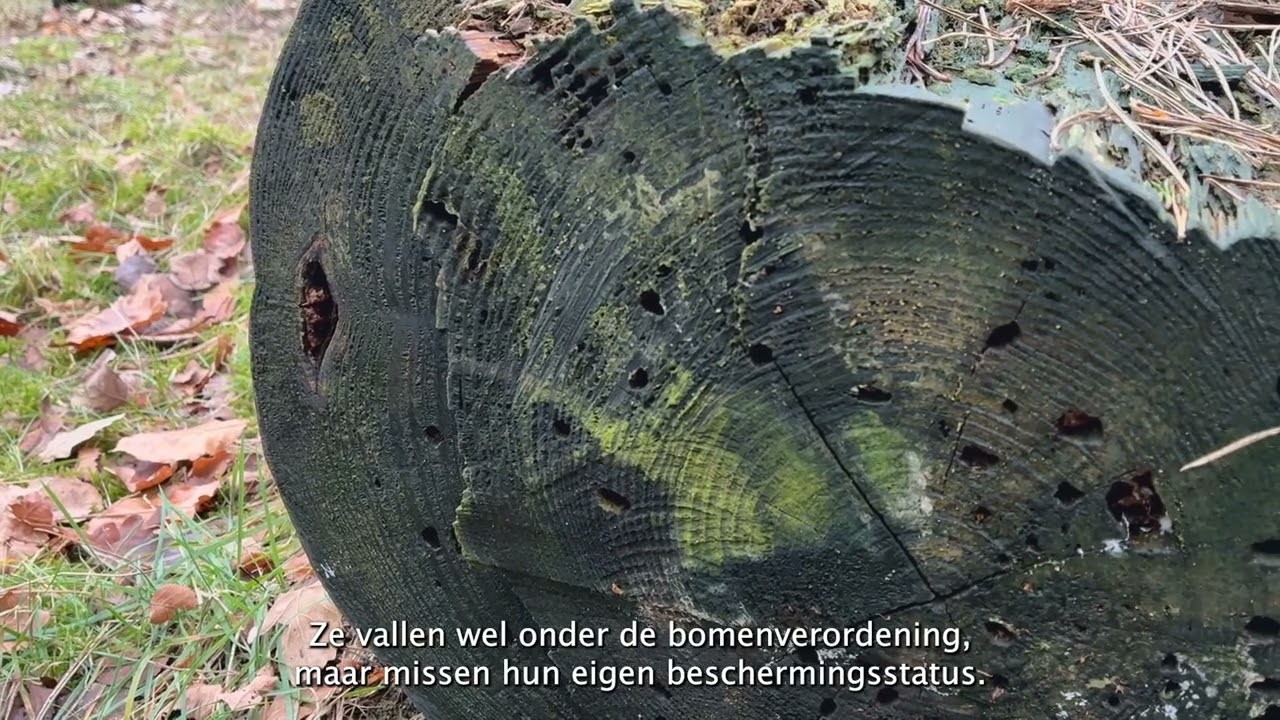 Oude bosgroeiplaatsen