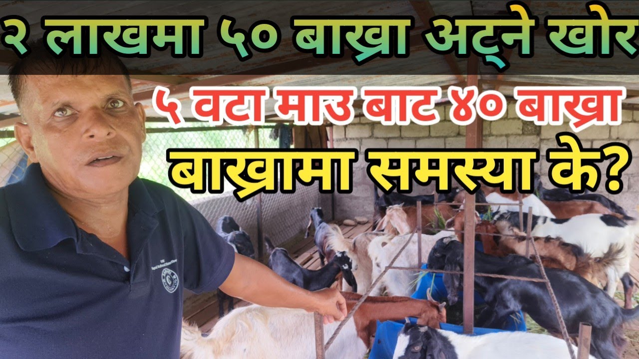 पाँच वटा माउँ बाख्रा बाट ४० वटा एउटै बाख्राले दियो १ लाख रूपैया
