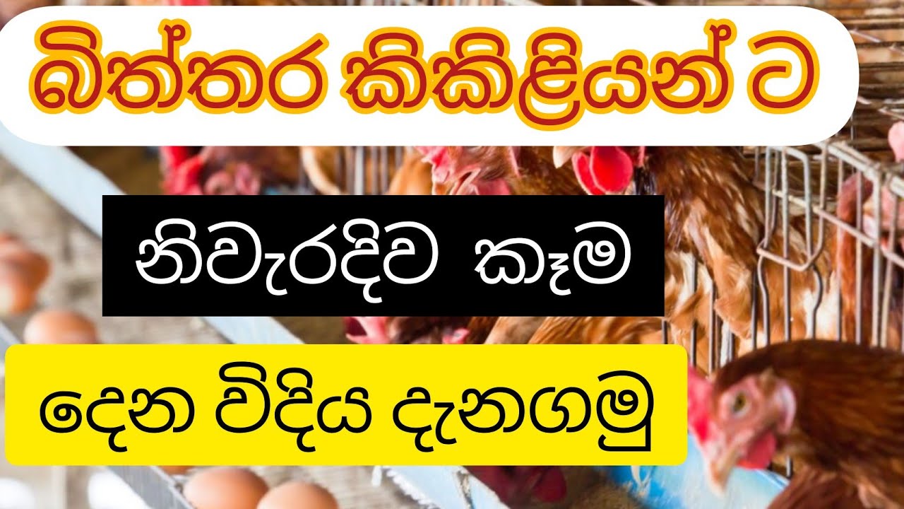 බිත්තර කිකිළියන් ට ආහාර ලබාදෙන හරි විදිය. how to feed layer hens. poultry manegement . layer feeding