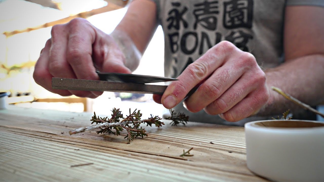 Grafting Juniper Bonsai in Early Spring | 春先に真柏盆栽の衣替え
