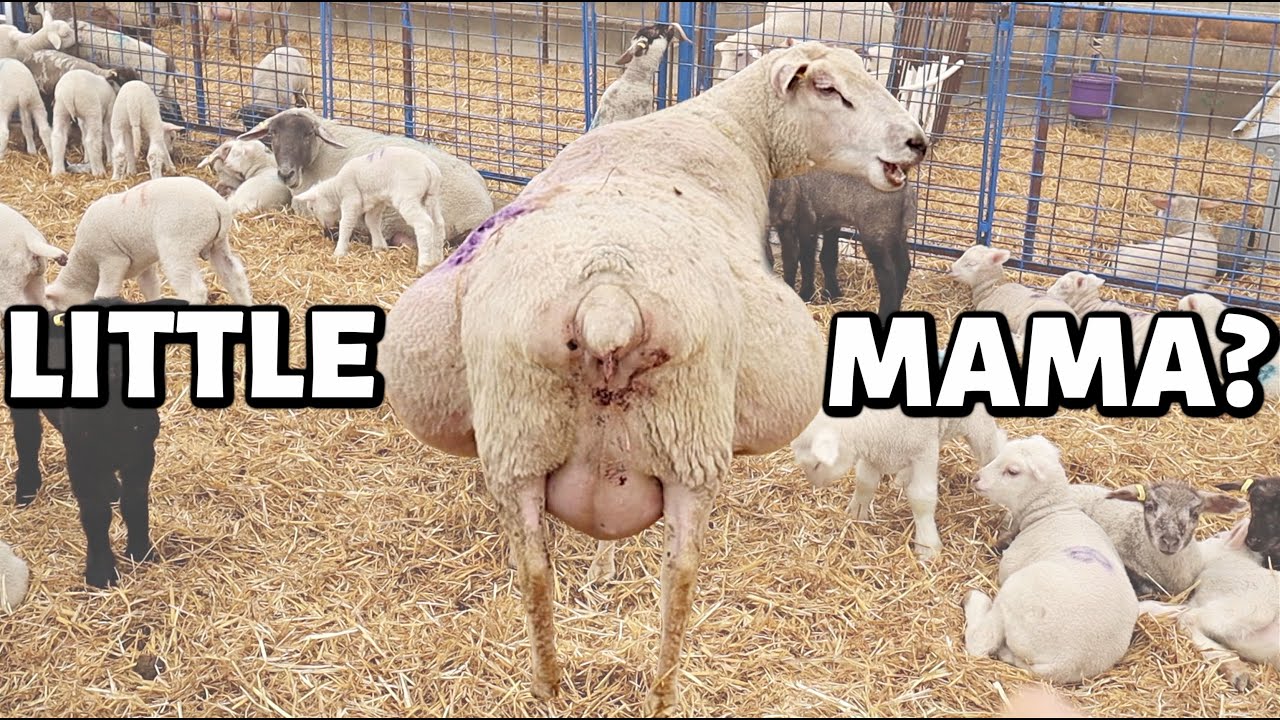 BIG MAMA IS SHRINKING! (sorta.😉) | Spring Lambing 2021 | Vlog 436