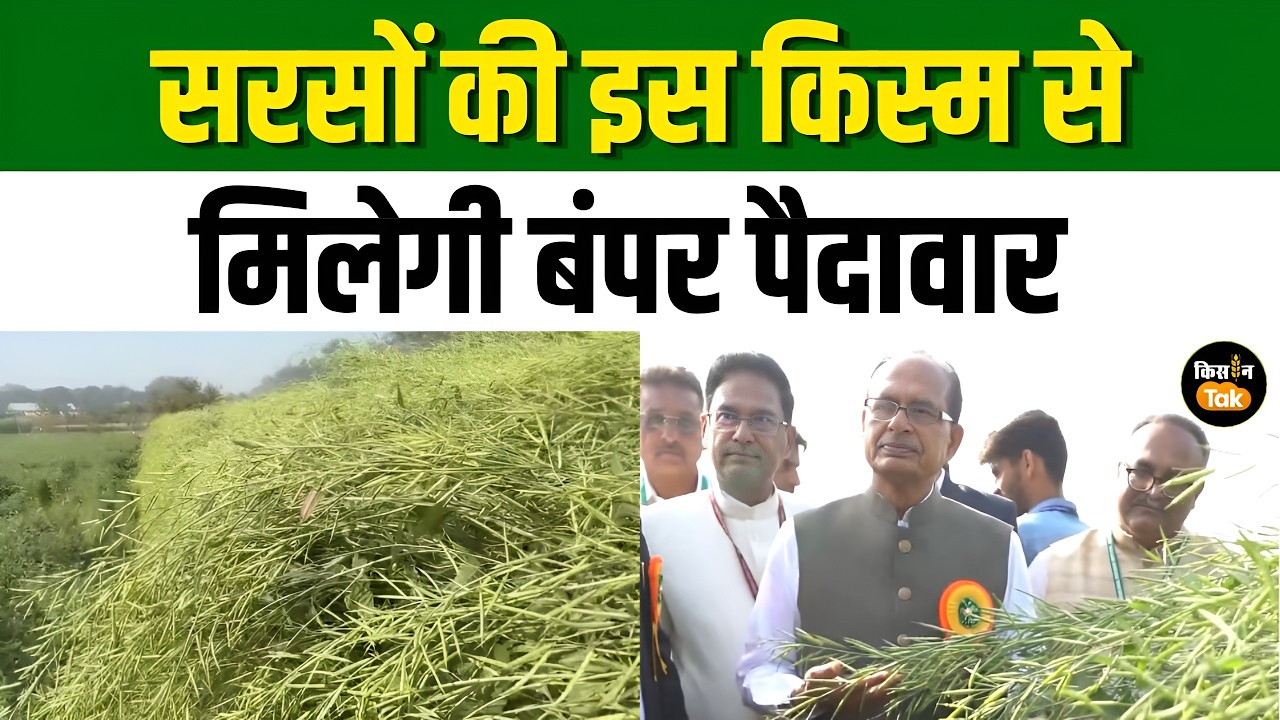Shivraj Singh उतरे खेतों में, किसानों को मिली सरसों की नई और बेहतर किस्म की जानकारी #agrinews