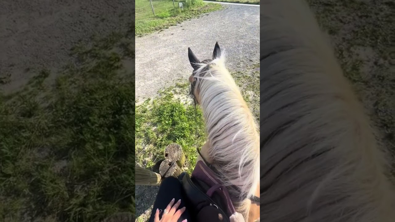 Stall Fma 💕🐴 #horse #equestrian #horses #pferde #pferdem&auml;dchen #pony #horselover #lustig #stallfma