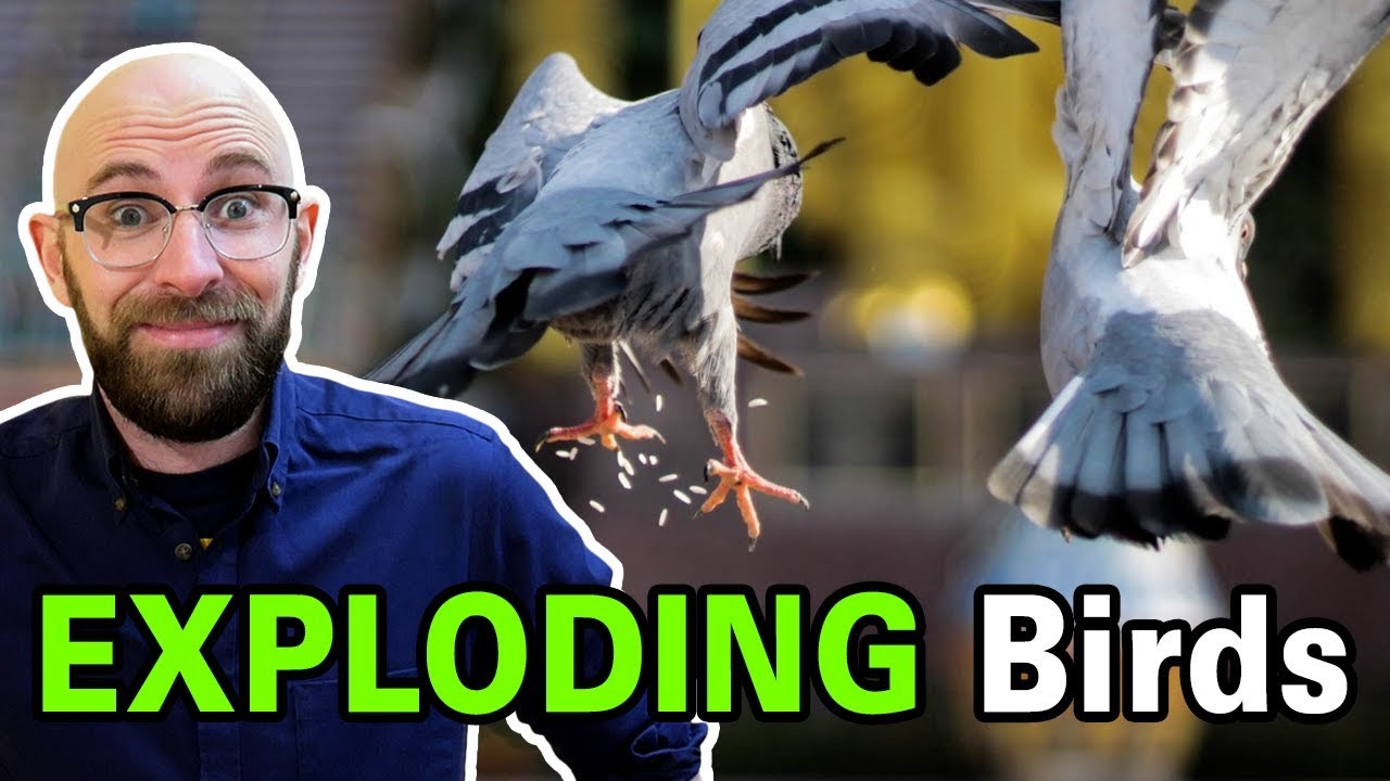 Does Dried Rice or Alka-Seltzer Really Cause Birds' Stomachs to Explode?