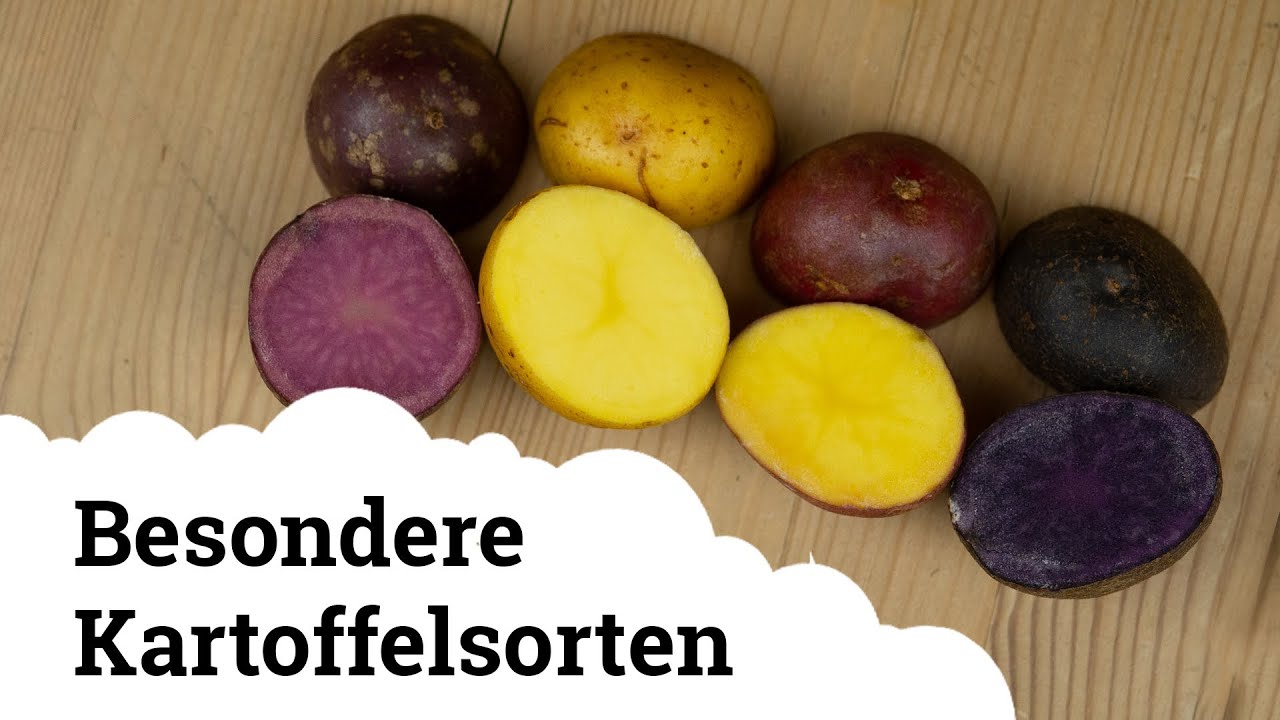 Kartoffel | 5 besondere Sorten, die ihr vielleicht noch nicht kennt 😃🥔