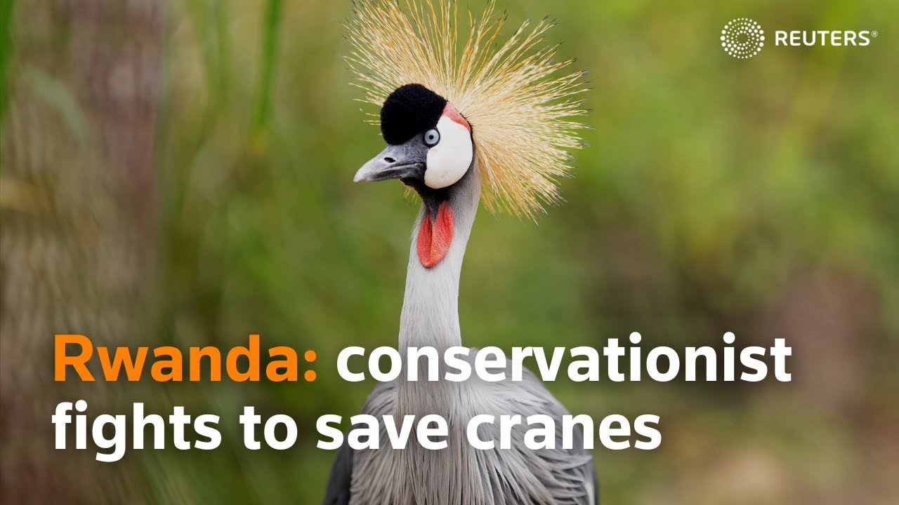 Rwandan conservationist fights to save cranes