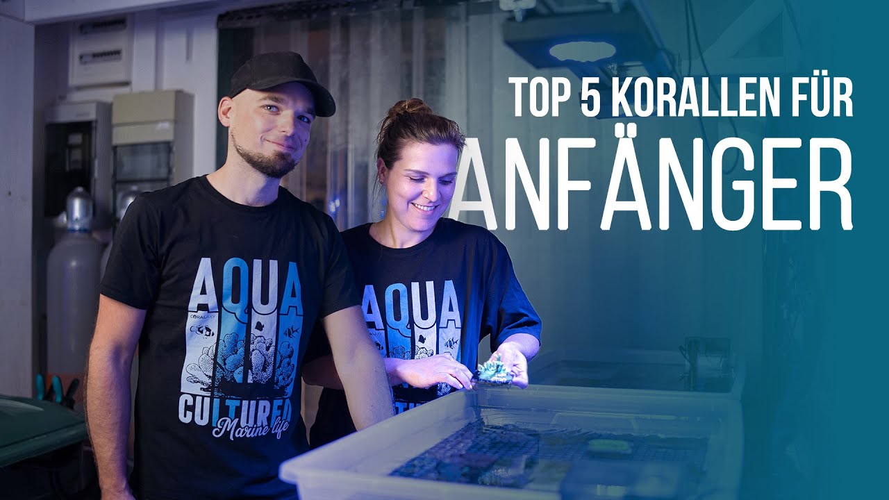 TOP 5 | Korallen f&uuml;r Anf&auml;nger | Coralaxy