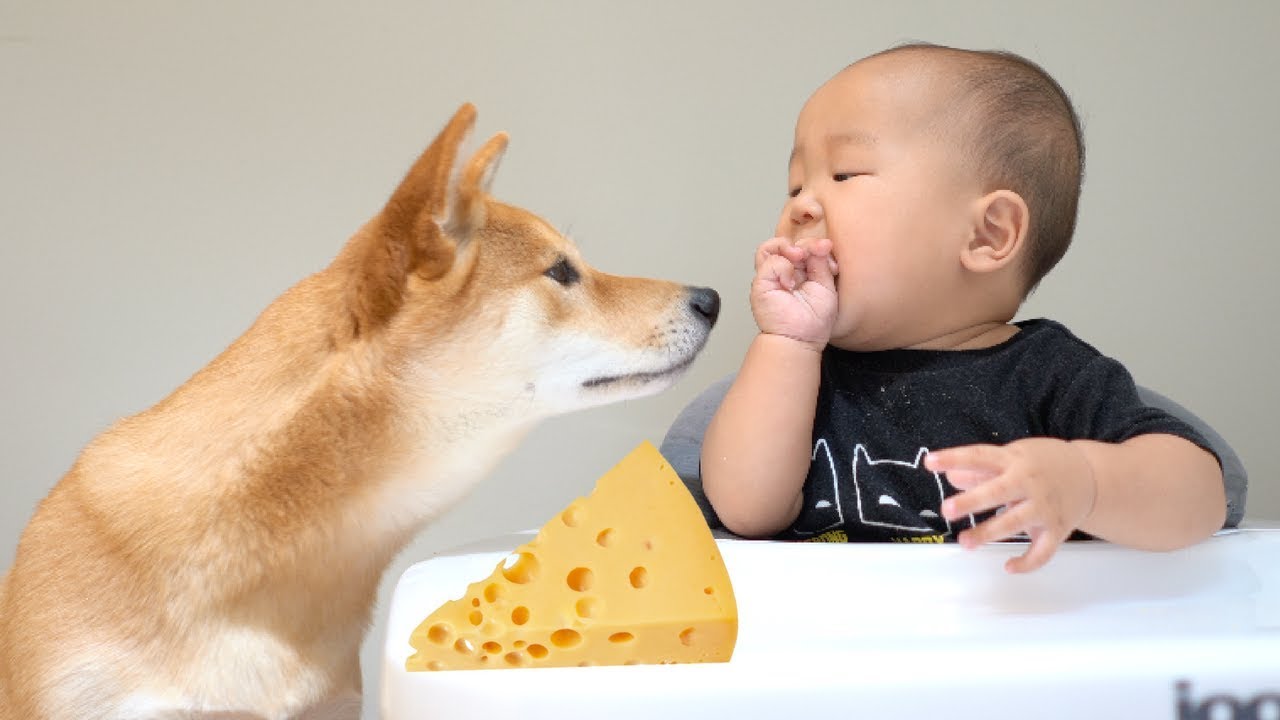 Dog and Baby Share One Slice of Cheese. [Ep. 4]