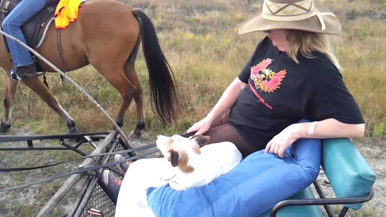 Mini mule cart ride