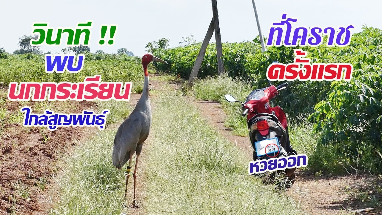 วินาทีพบนกใกล้สูญพันธุ์ นกกระเรียนไทย นกหายาก สัตว์สงวน มาอยู่ตรงนี้ได้ยังไง แจ้งเจ้าหน้าที่ด่วนเลย