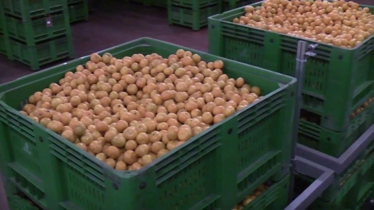 Mandarins processing line