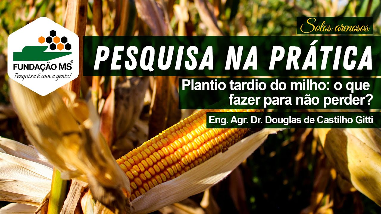 Plantio tardio do milho: o que fazer para não perder?