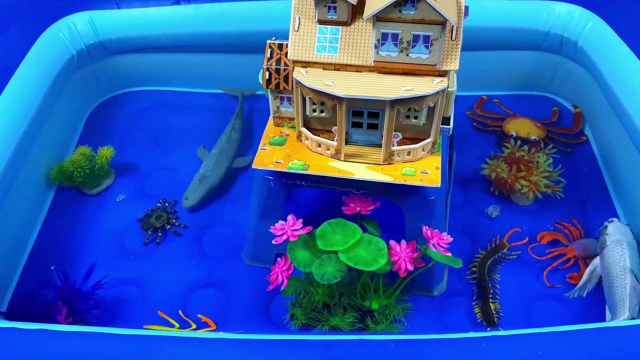 Put fish in the float,sharks,dolphins,sea creatures#fish#koi#fishing#fishtank#pets#viralvideo#viral