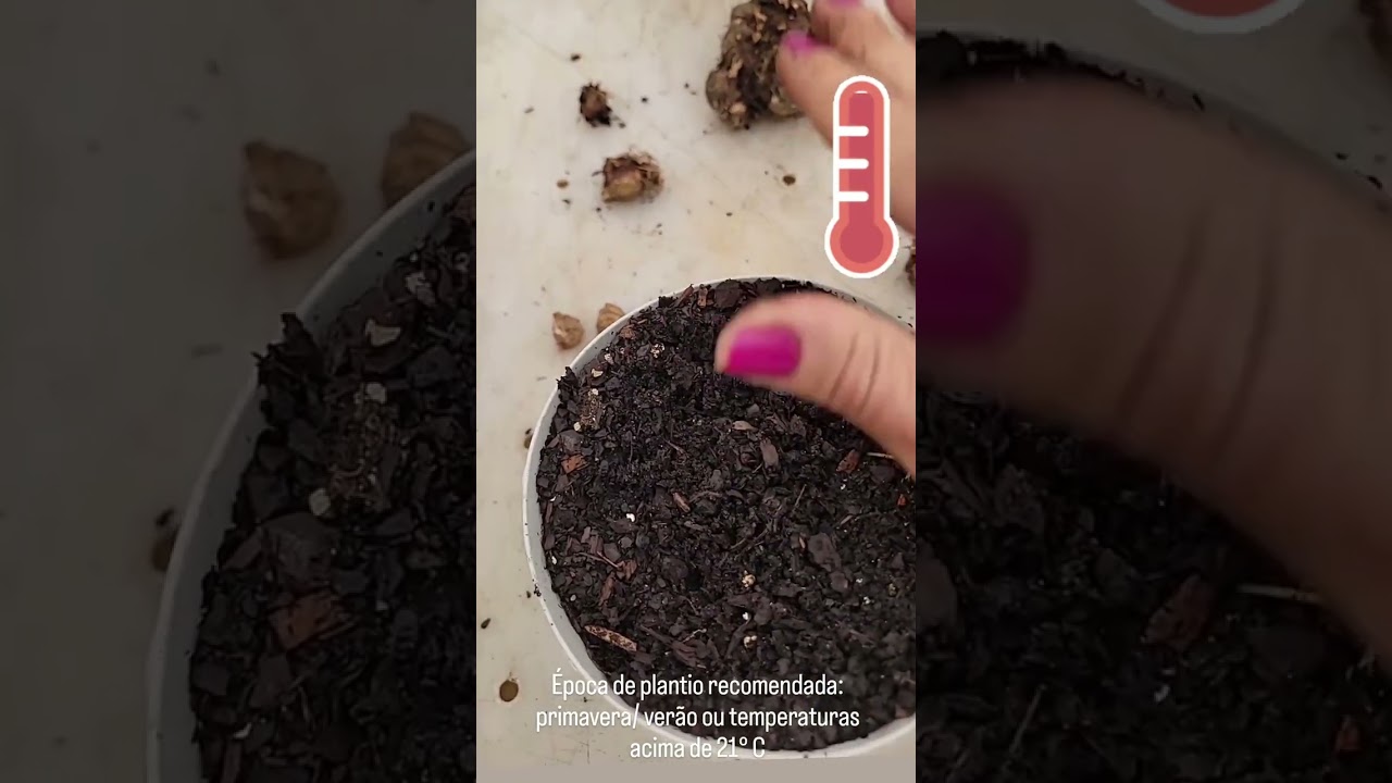 Comprei bulbos de Caladium e agora? Como cultivar? Tudo sobre os bulbos de caladium!