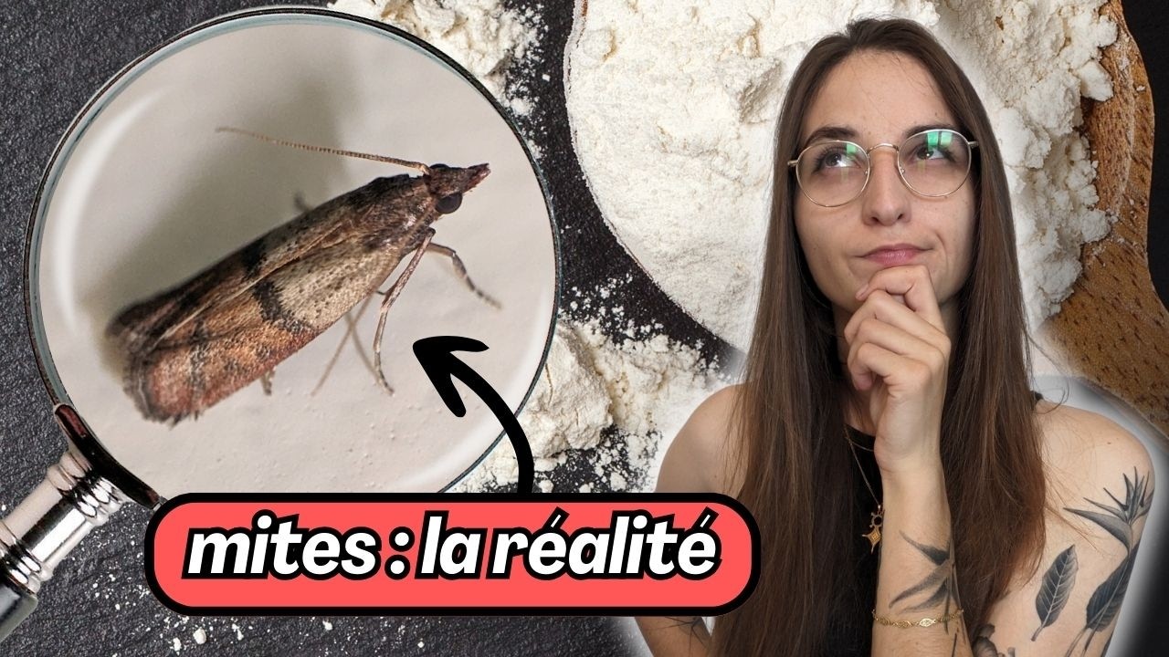 4 minutes pour comprendre les MITES ALIMENTAIRES