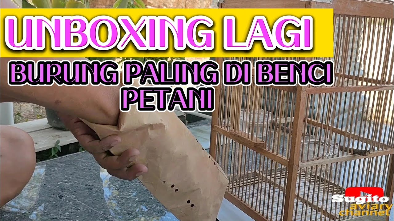 UNBOXING BURUNG TERMURAH || BURUNG EMPRIT BLIRIK OMBYOKAN