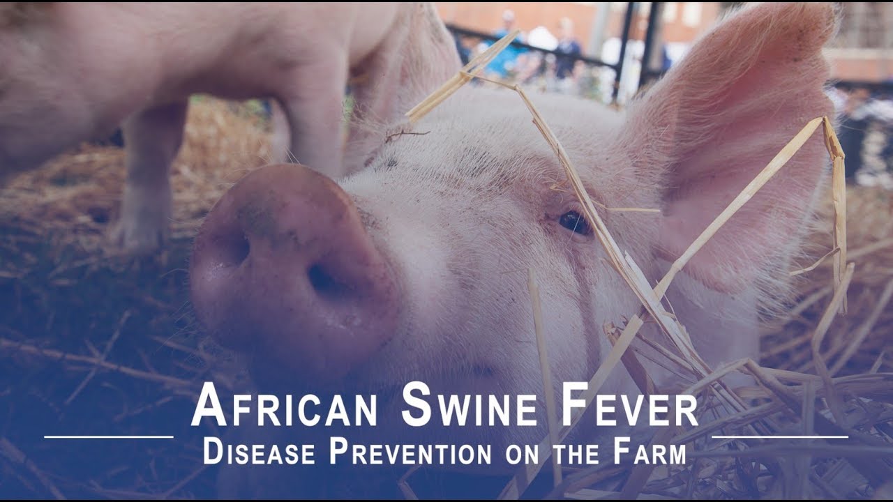 Disease Prevention on the Farm: African Swine Fever