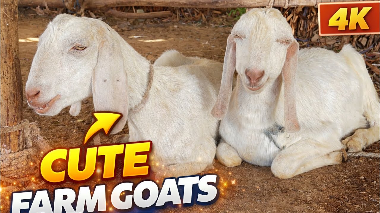 Cute Farm Goats 4K 🐐 | Peaceful Rural Life & Relaxing Animal Sounds | #animals #asmrvideo #asmr ||