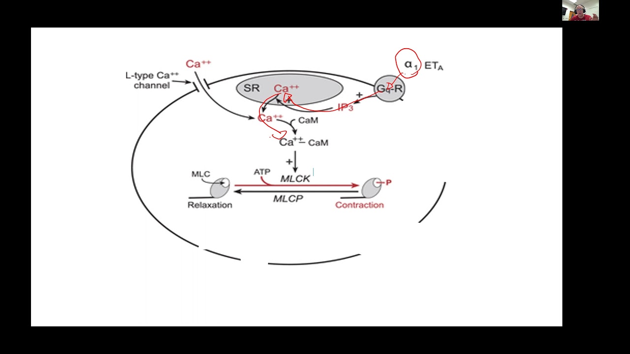Smooth Muscle Contraction and Relaxation