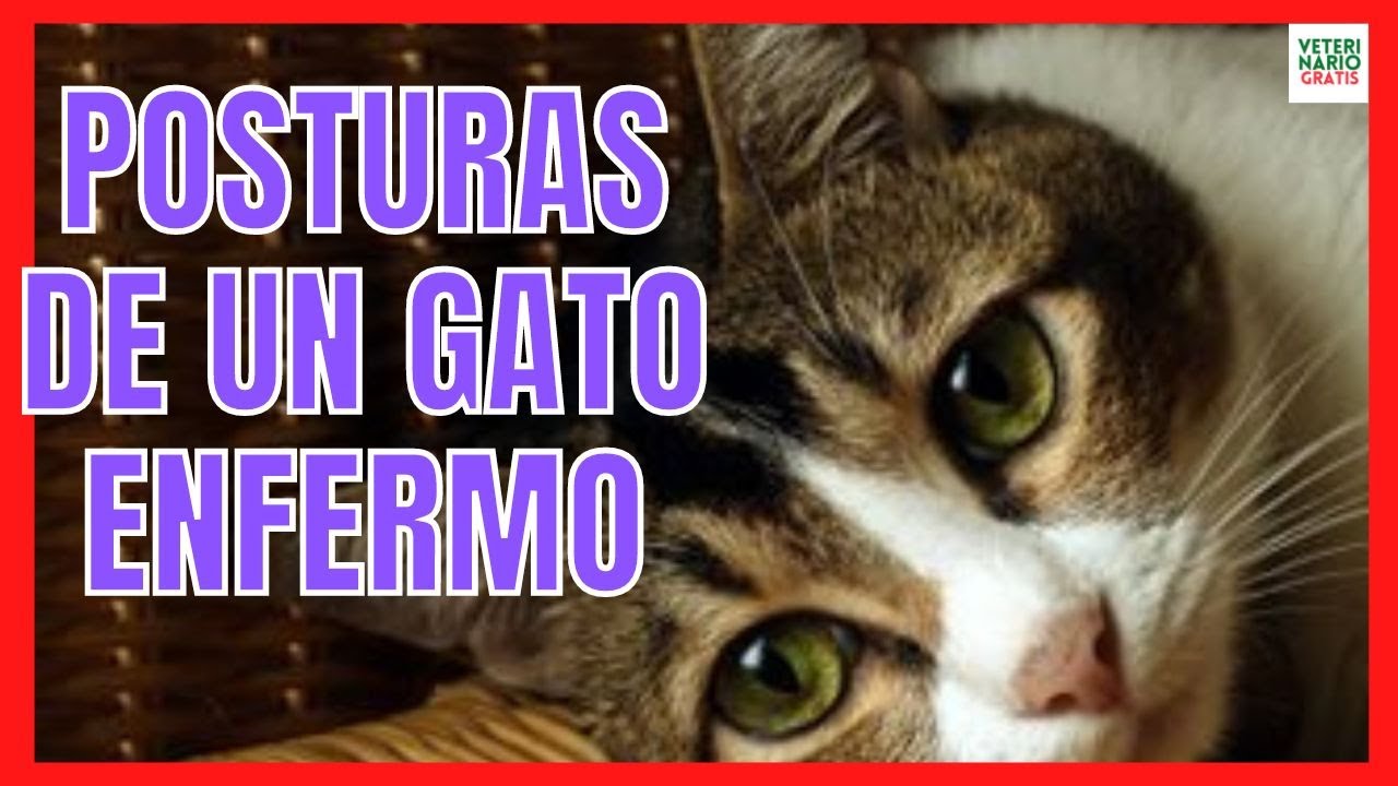 🆘 7 POSTURAS DEL LENGUAJE CORPORAL DE LOS GATOS ENFERMOS 🆘 POSICIONES DE UN GATO ENFERMO