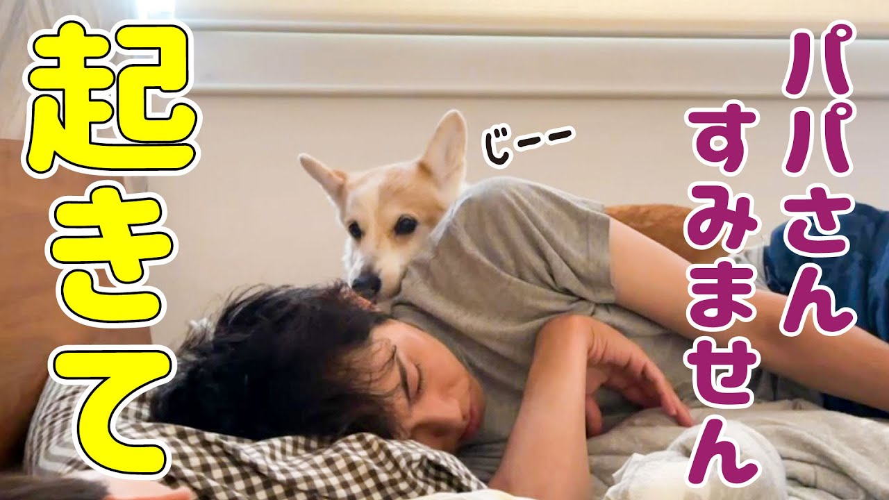 お腹が空いたのに、遠慮してパパを起こさないコーギーが健気で可愛すぎる