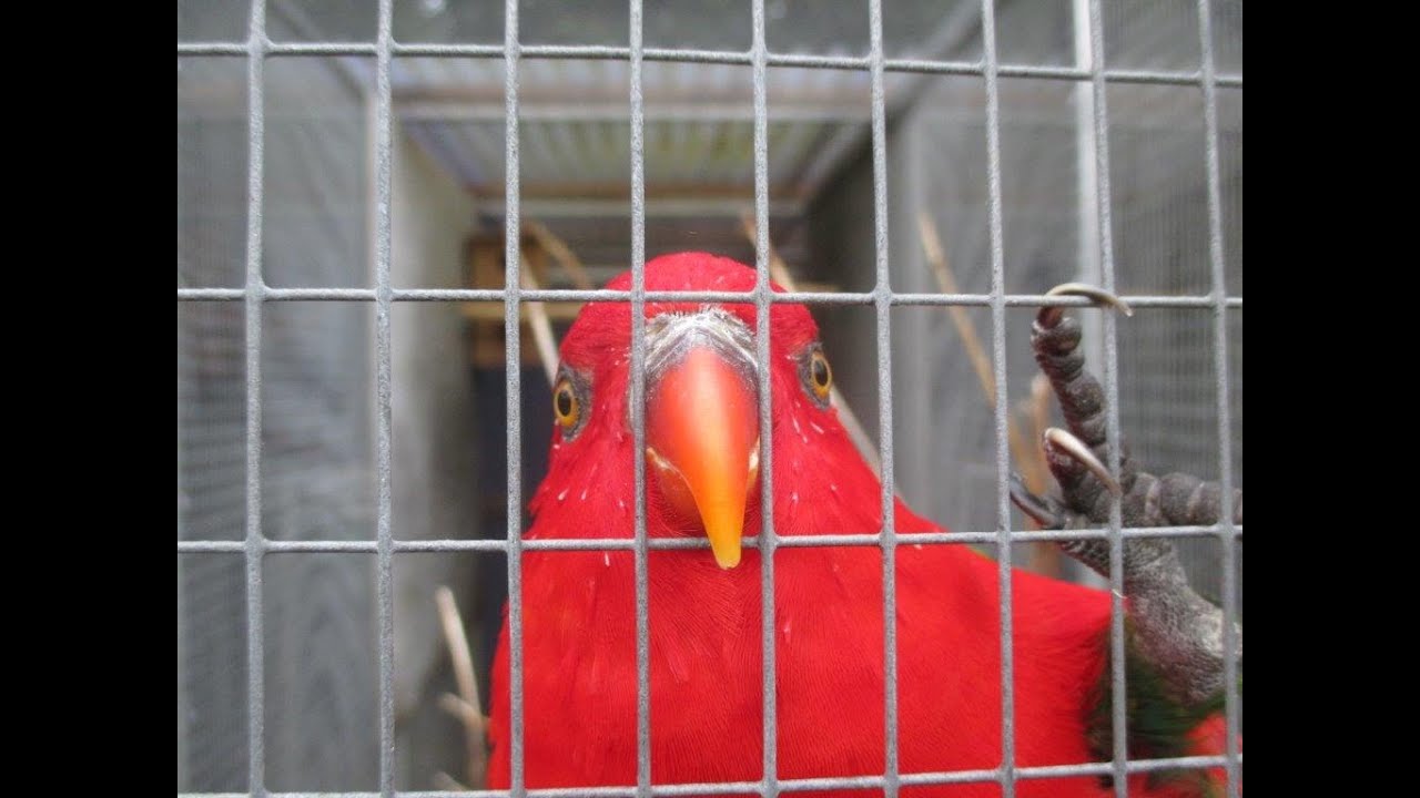 Fugleparken Loris (bird park loris) - Graested, North Zealand