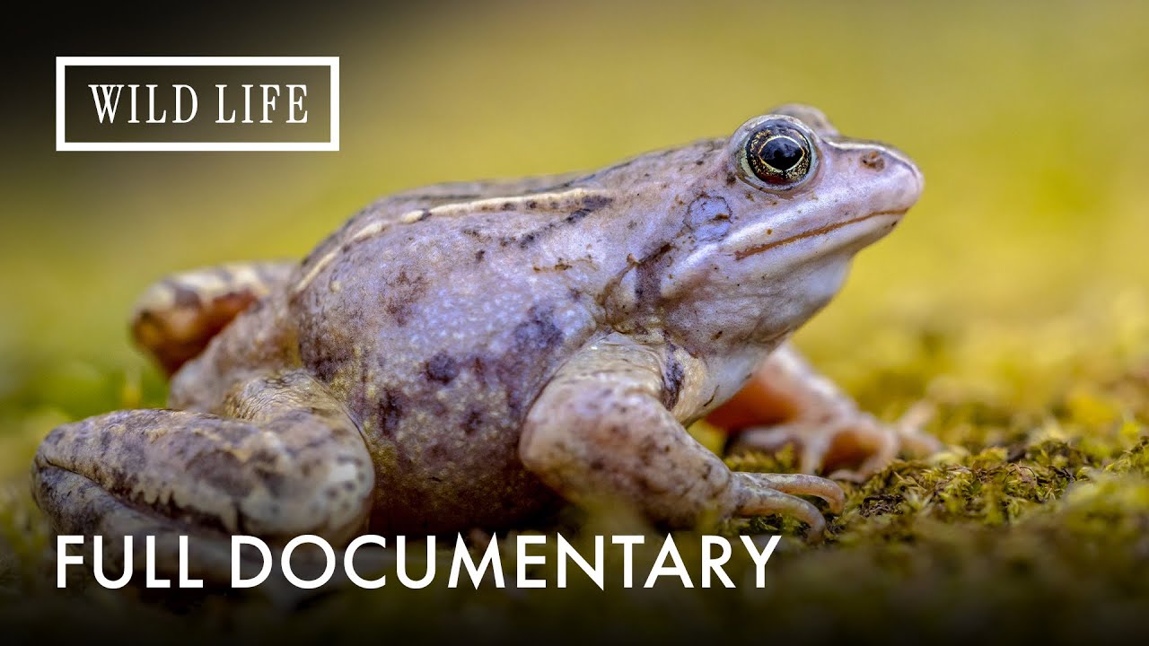 The Purple Frog & Friends: Nature&rsquo;s Hidden Treasures | Full Documentary
