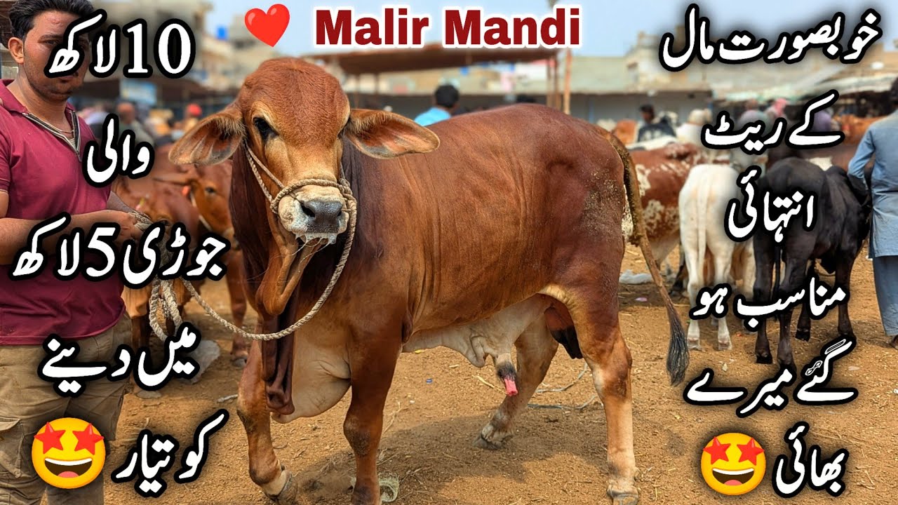 Malir Mandi Karachi Cattle Latest Rates Update 21 Oct 2025 | Malir Mandi Latest Update | Bakra Eid 🥰