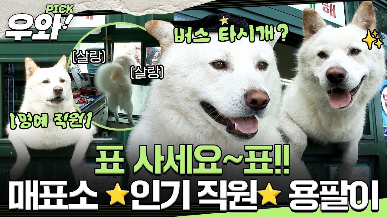 [⭐‍️#우와픽] 표 사면서 용팔이 보다가 버스 다 놓침💦 매표소의 마스코트! 풍산개 용팔이 이야기🐶 #TV동물농장 #우와한비디오 #우와비