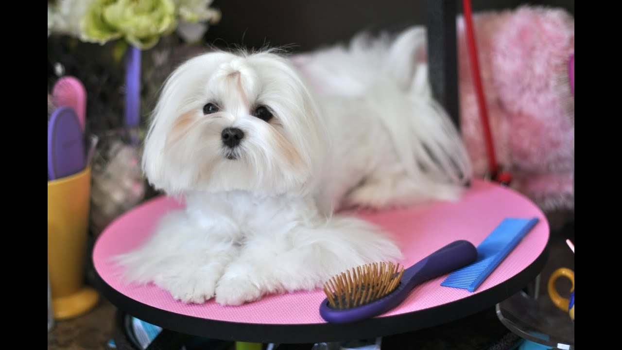 Maltese Grooming:    Dolce's Debut Video Blog   Madan Pin Brush CC Wooden PIn Brush Review
