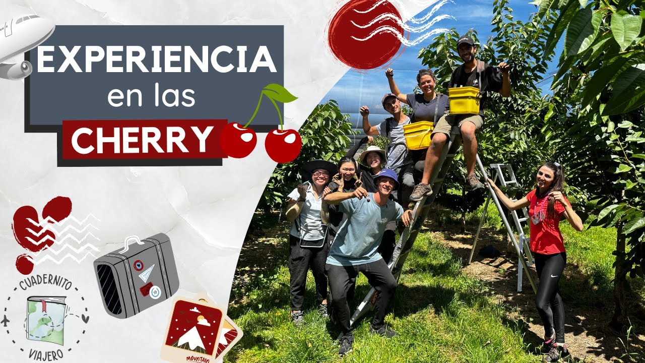 TEMPORADA DE CHERRY en Nueva Zelanda - Experiencia completa - Cuadernito Viajero