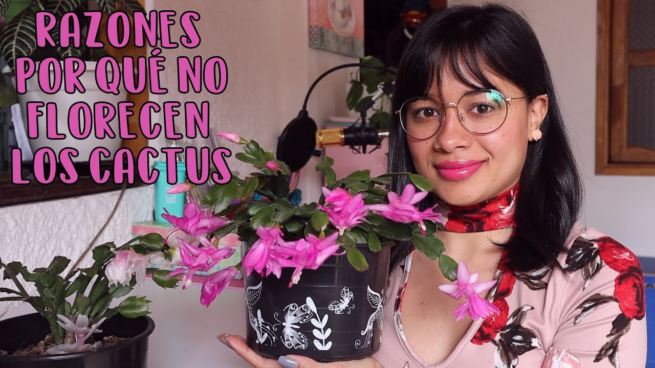 Razones por las que no florecen los cactus│Candy Bu