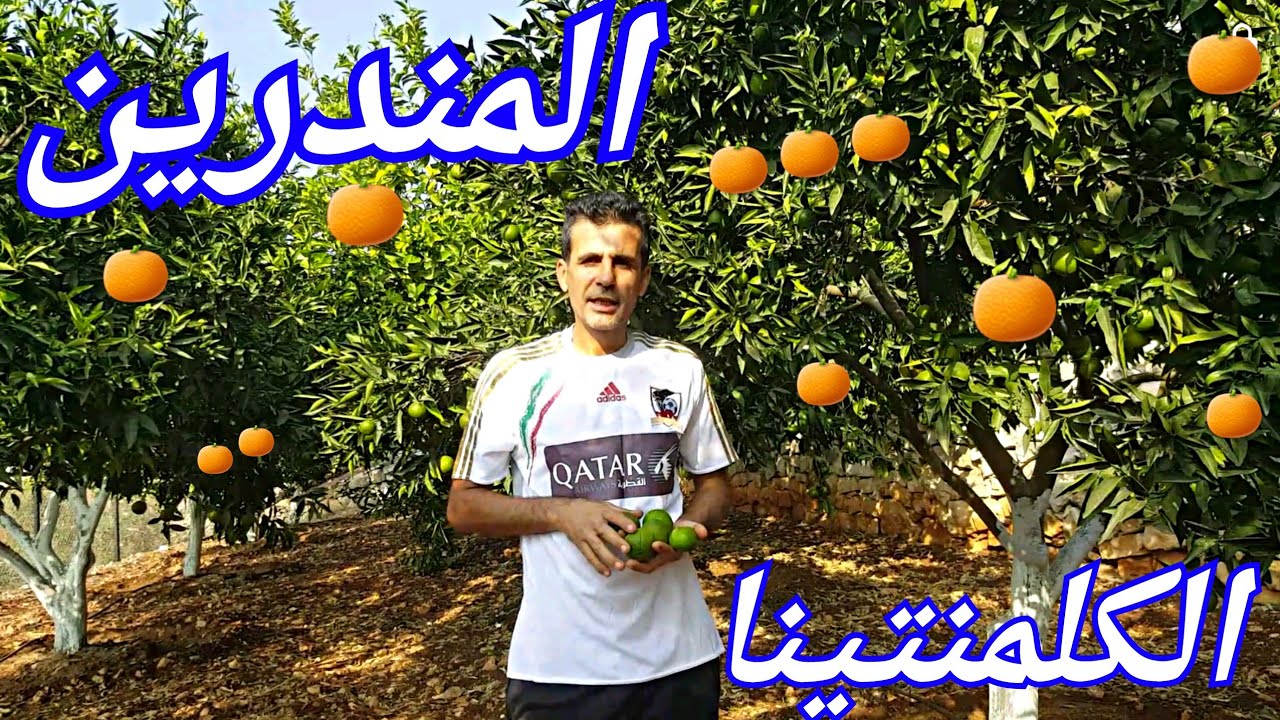جولة في البستان  للوصول الى ثمار شجرة الكلمنتينا