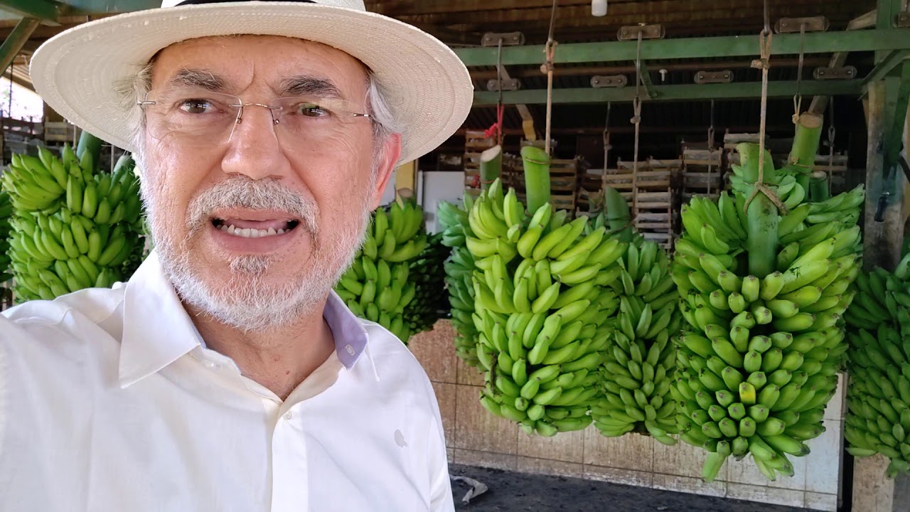 Como ganhar dinheiro com a cultura da banana!