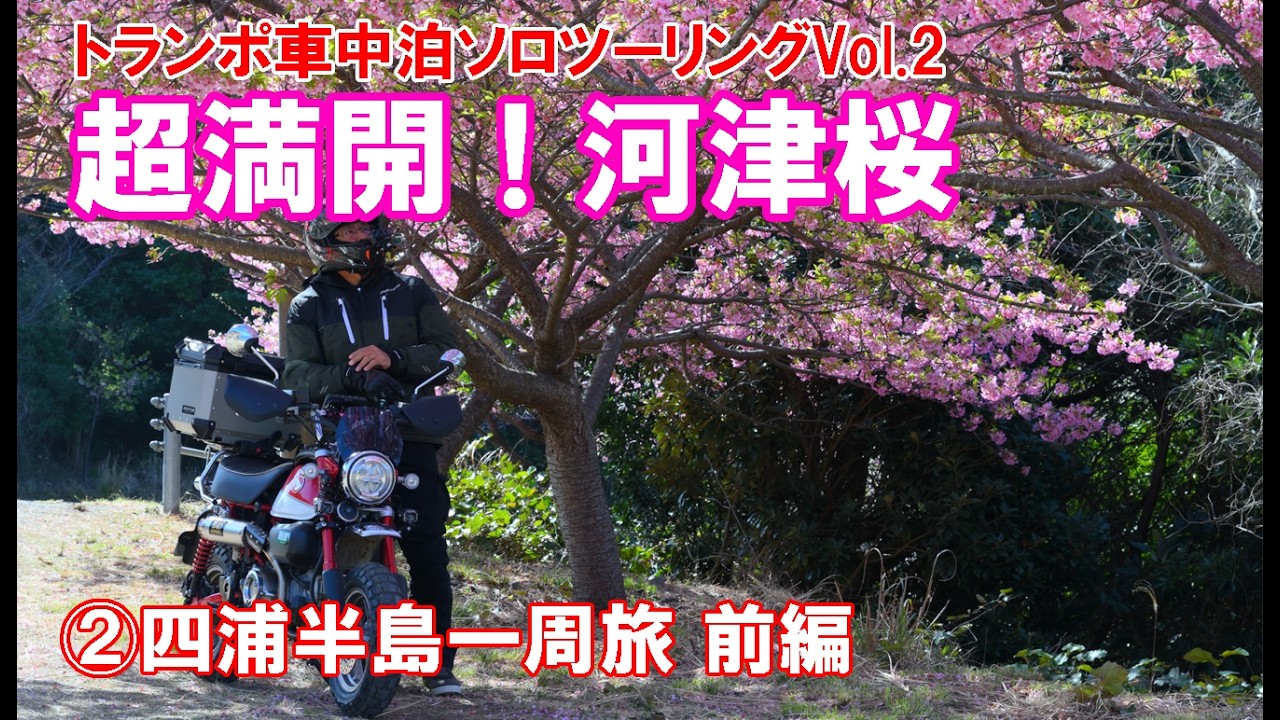 日本屈指の桜ロード！四浦半島の河津桜が圧巻すぎた…【Vol.2】
